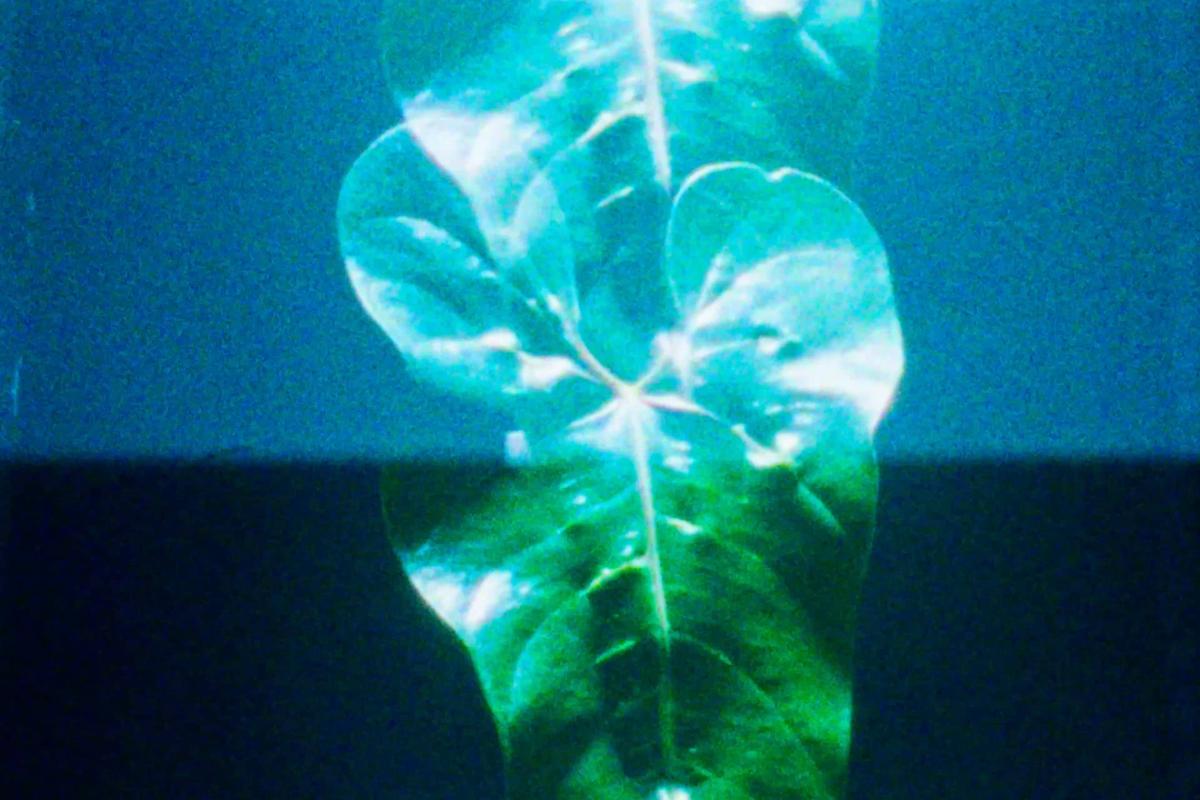 Massimo Dutti "Fragrancies 25" – Still 1