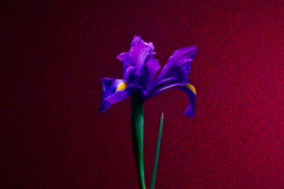 Massimo Dutti "Fragrancies 25" – Still 2