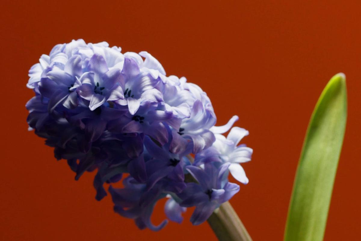 Massimo Dutti "Fragrancies 25" – Still 3