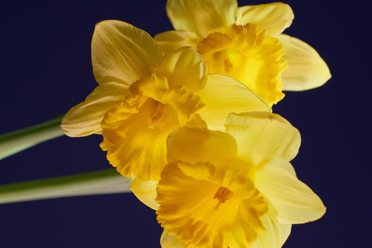 Massimo Dutti "Fragrancies 25" – Still 4