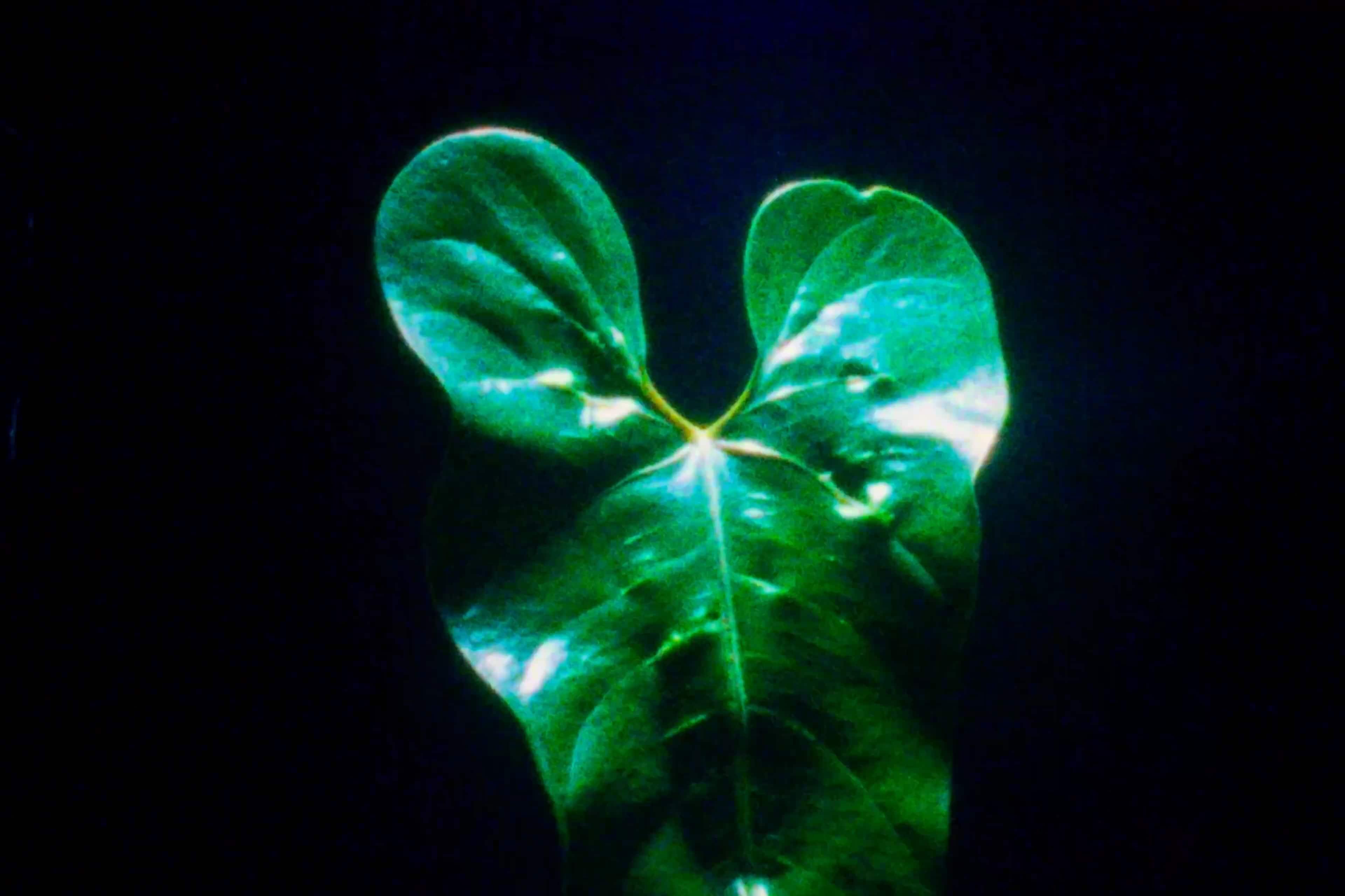 Massimo Dutti "Fragrancies 25" – Still 5